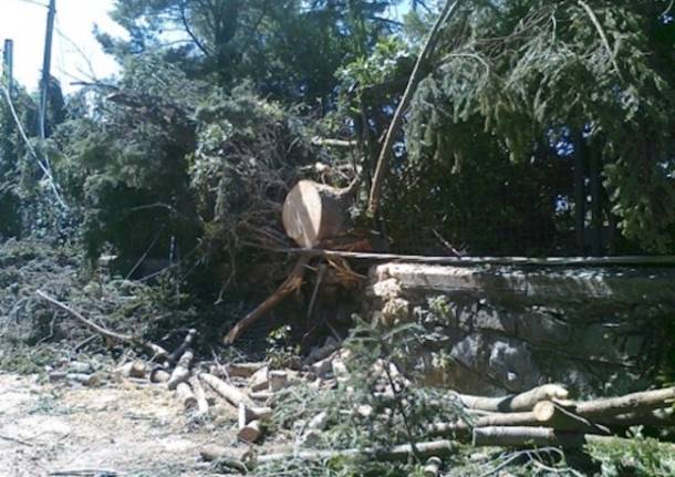 Alberi Caduti Tra Laveno E Castelveccana Varesenews Foto