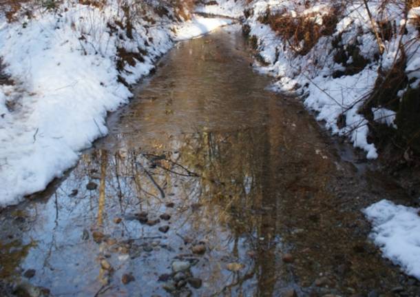 Nei Boschi Di Tradate VareseNews Foto