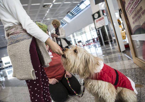 La Pet Therapy Sbarca A Malpensa VareseNews Foto