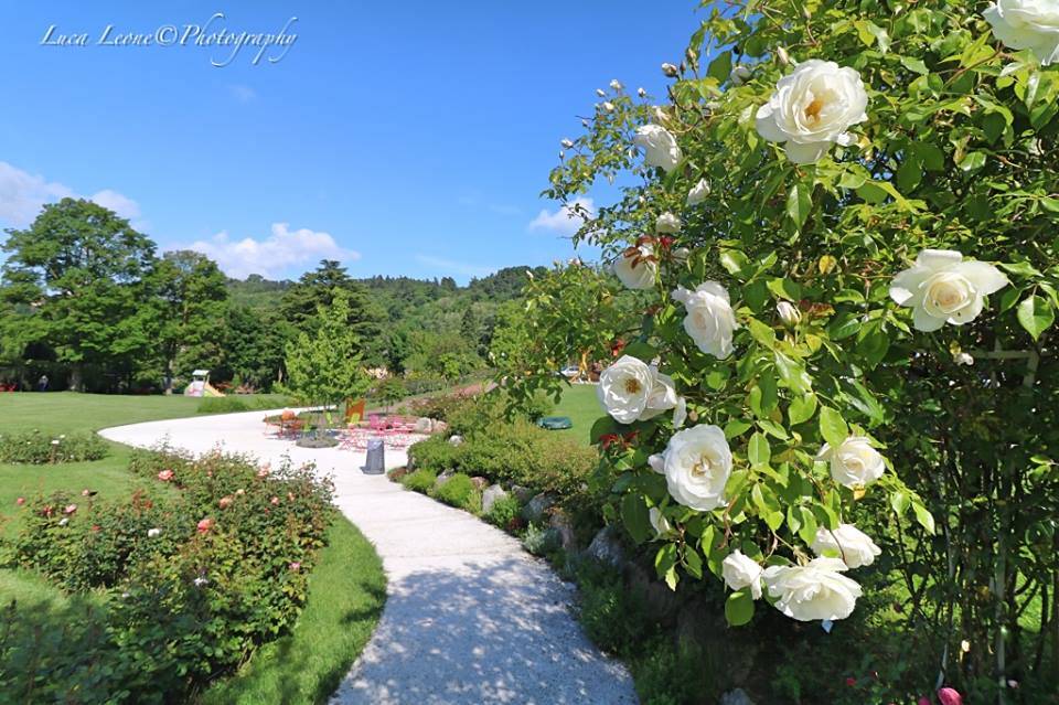 La Festa Delle Rose Si Avvicina Varesenews