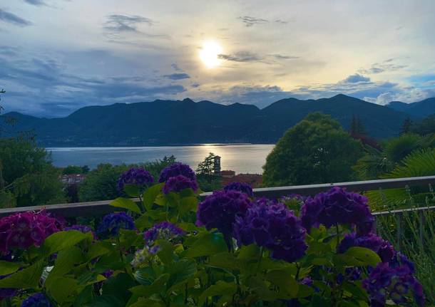 Ortensie Sul Lago Maggiore Varesenews