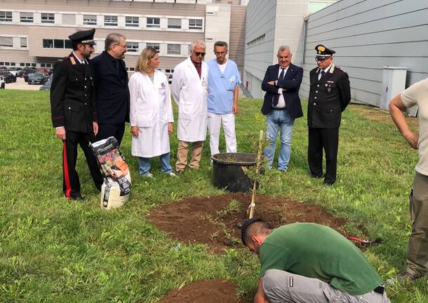 Una Giovane Essenza Di Farnia Piantumata All Entrata Del Nuovo Ospedale