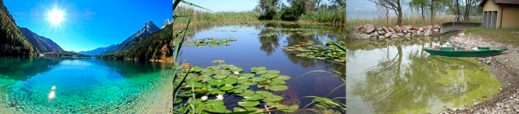 Diversi livelli di eutrofia del lago 