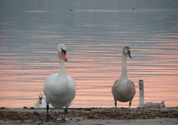 Gli abitanti del Lago