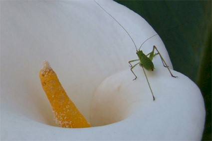 'Insetto su un fiore' 