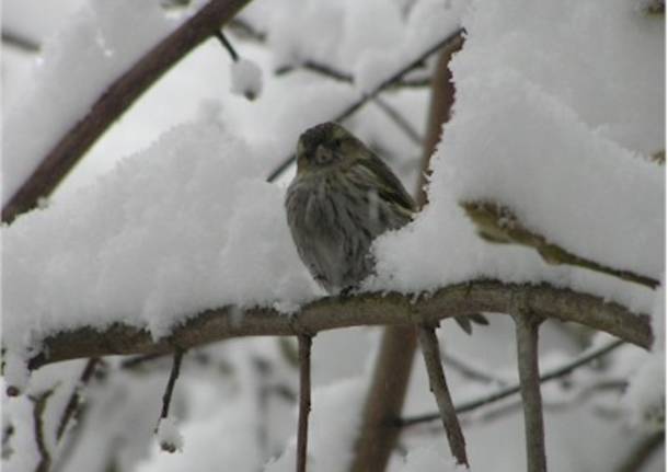 Passerotto tra la neve