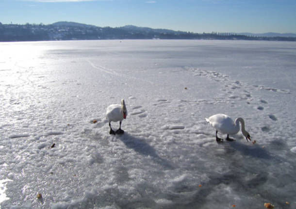 Cigni sul lago ghiacciato