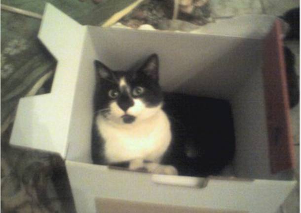 Il mio PierSilvio fa miao!