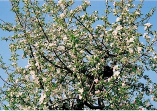 Fiori nel blu