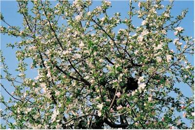 Fiori nel blu