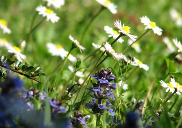 Prato in fiore