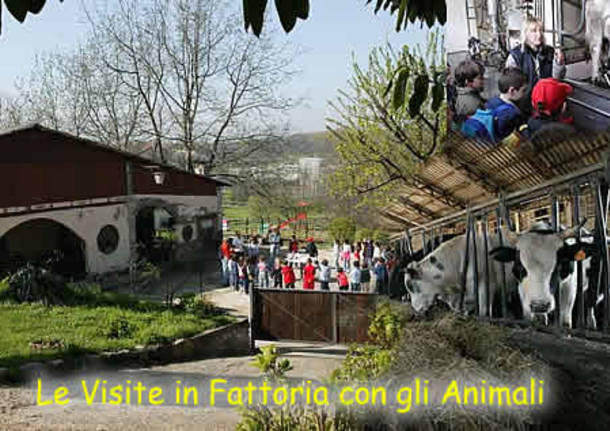 fattoria canale di azzate