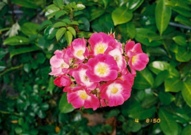 La rosa selvatica