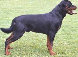 cani pericolosi rottweiller