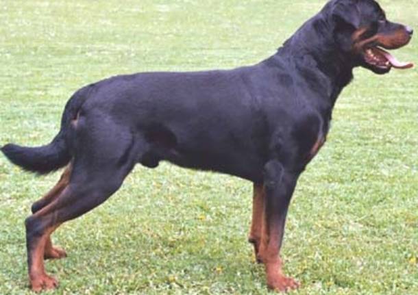 cani pericolosi rottweiller