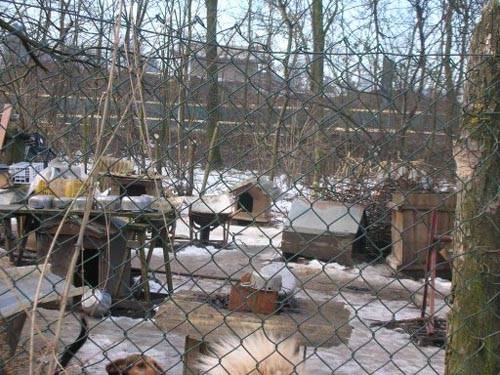 cani arsago seprio