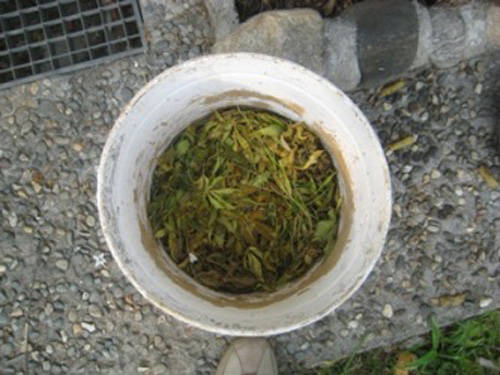 marijuana sumirago sequestro polizia