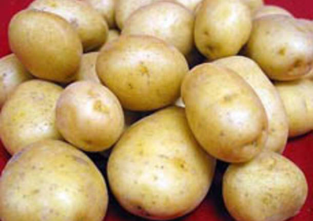 patata
