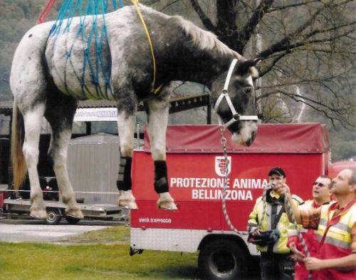 spab trasporto animale 