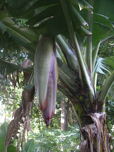 banane michilini