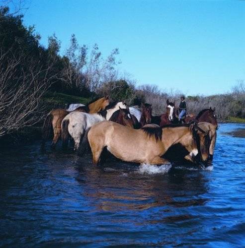 uruguay cavallo