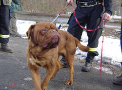 cane legato dogue de bordeaux