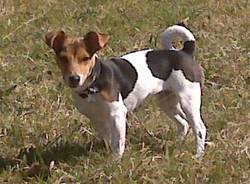 jack russel cane smarrito