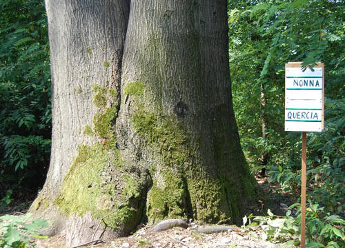 nonna quercia pedemontana boschi gorla minore