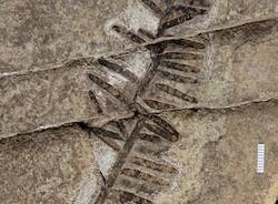 nuova pianta fossile