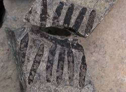 nuova pianta fossile
