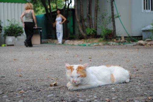 oasi felina castellanza
