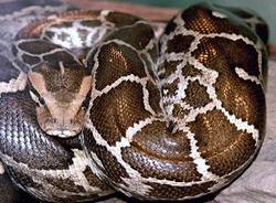 mostra serpenti reptilia