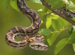 mostra serpenti reptilia