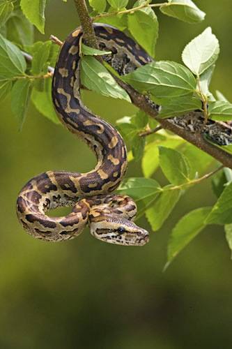 mostra serpenti reptilia