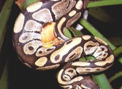 mostra serpenti reptilia