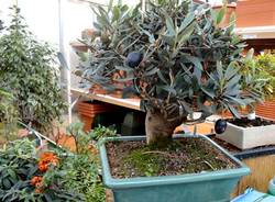 mostra bonsai nicora