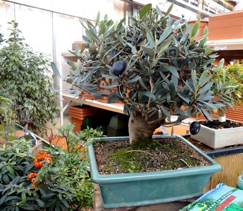 mostra bonsai nicora