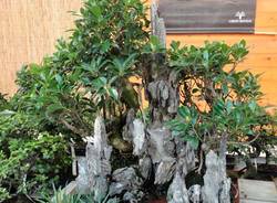 mostra bonsai nicora