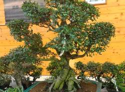 mostra bonsai nicora