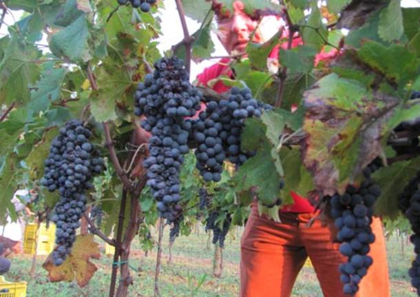 vigna comunale tradate vino vendemmia