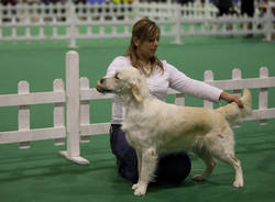 mostra canina Insubria Winner 2011