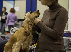 mostra canina Insubria Winner 2011