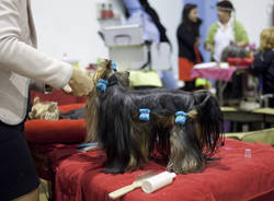 mostra canina Insubria Winner 2011