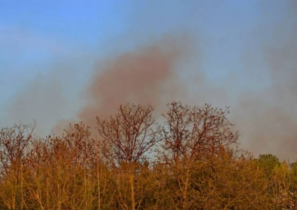 Incendio bosco a Cassano Magnago (inserita in galleria)