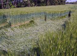 Cerchi nel grano? (inserita in galleria)