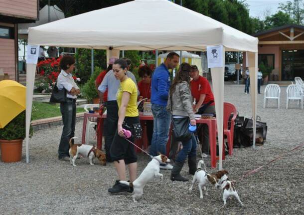 Raduno Jack Russell