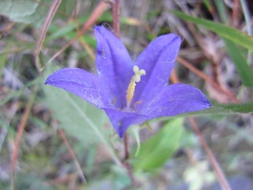 Campanula blu