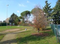 gallarate autunno alberi giardino cedrate