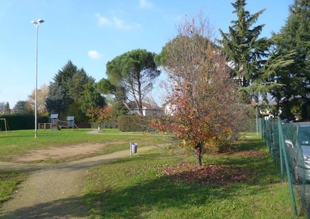 gallarate autunno alberi giardino cedrate