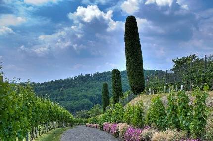 La storia del vino in Canton Ticino (inserita in galleria)